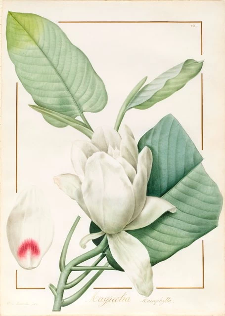 Metrosyderos glauca (1812) - The Fitzwilliam Museum